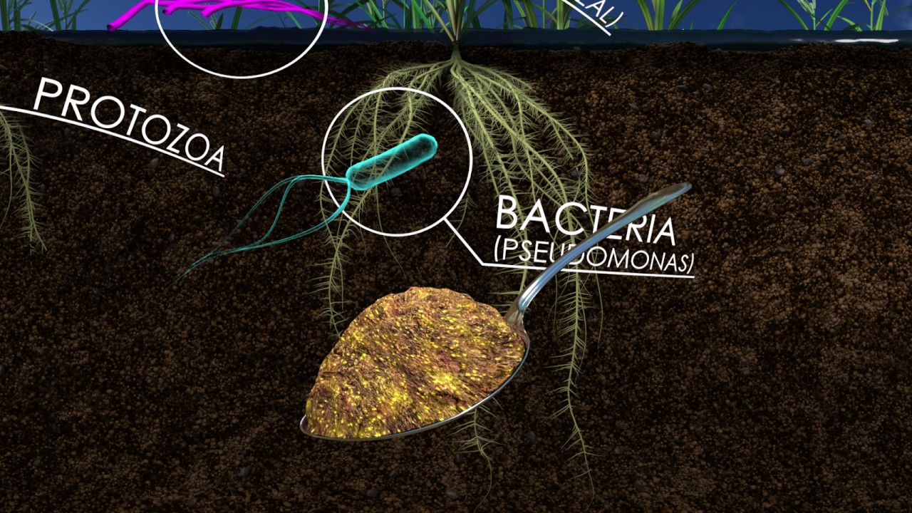 How Is Bacteria In The Soil Helpful To Humans?