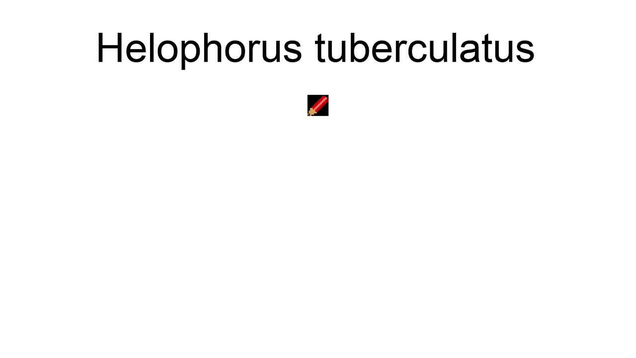Helophorus Tuberculatus