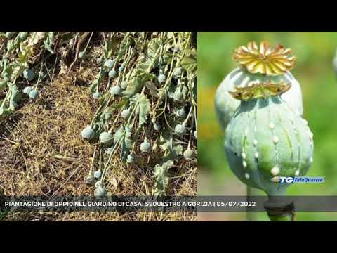 PIANTAGIONE DI OPPIO NEL GIARDINO DI CASA: SEQUESTRO A GORIZIA | 05/07/2022