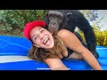 CHIMPANZEE PLAYS ON BACKYARD TRAMPOLINE PARK !