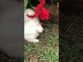 bunny vs flower 🌺