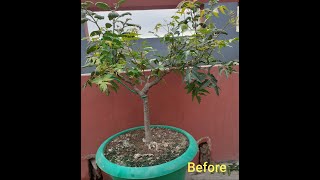 How to prune and wiring of Neem Bonsai