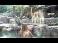 Tiger Battle at the Hogle Zoo