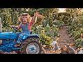 Baby monkey drives a tractor to harvest giant hydrangeas