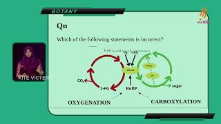 +1 Botany Photsynthesis  PART 3
