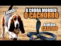 Picada De Cobra Em Cachorro o Que Fazer? - Melhor Remédio Caseiro