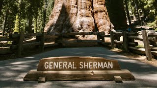 Sequoia National Park, General Sherman Tree Trail, California