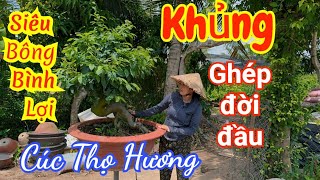  0971813457 Ngân - Siêu Bông Bình Lợi Ghép Đời Đầu Lá Ngọc Cành Vàng Cúc Thọ Hương