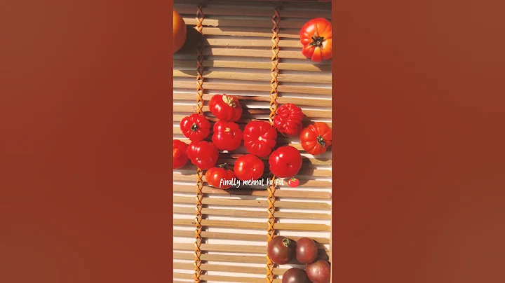 How to grow tomatoes🍅- an heirloom tomato variety#tomato#garden#vegetablegarden