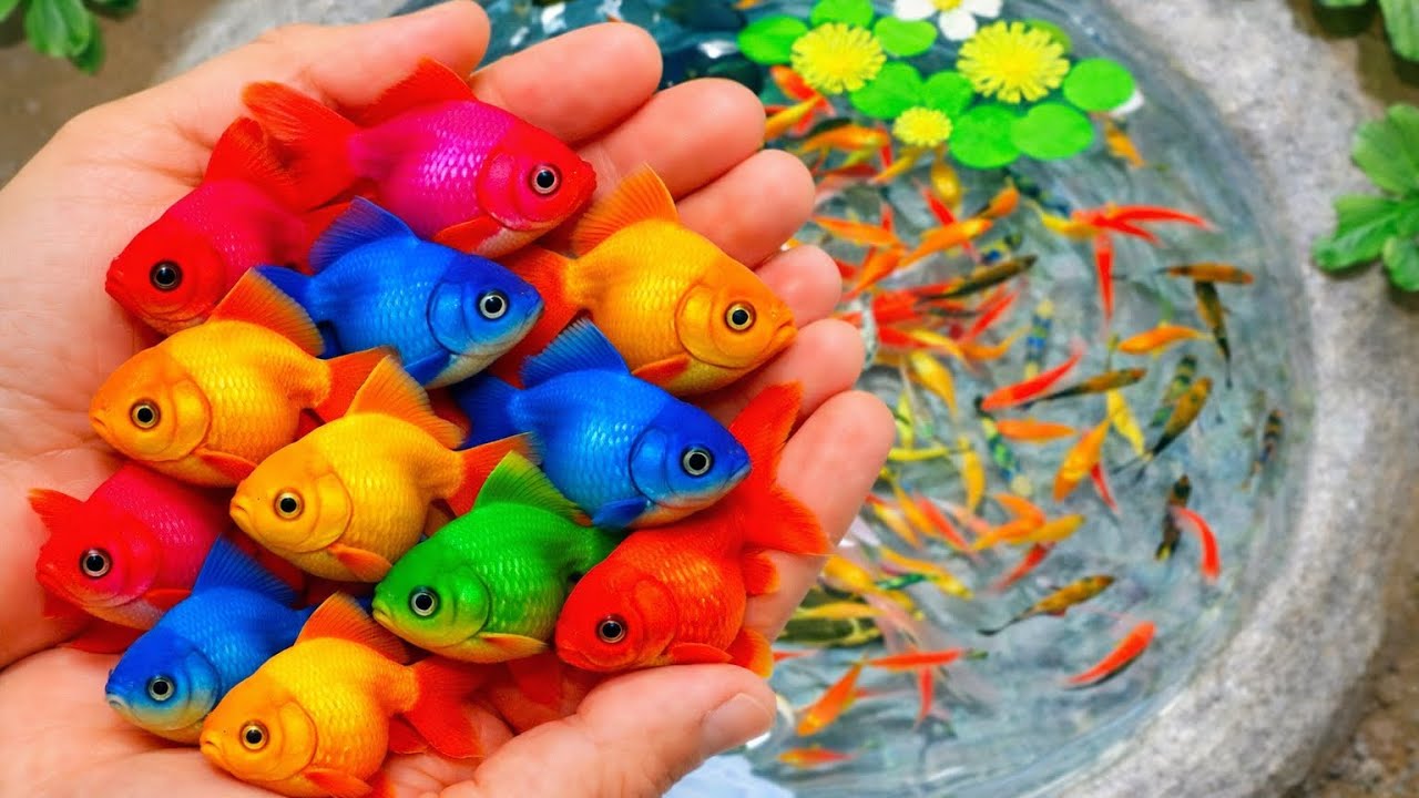 Catch nemo-style fish in freshwater pond.