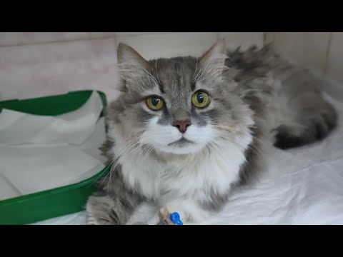 Инородное тело в ЖКТ у кошки