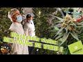 On visite agropod et leurs jardins rotatif de culture aroponique du cannabis lgal au canada 