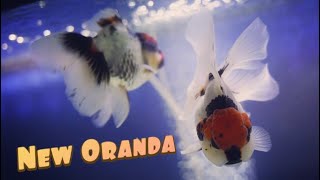 Buying Goldfish Oranda