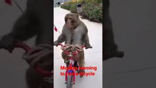 Monkey learning to ride a bicycle #shorts Profile