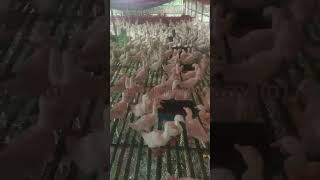 Its saturday morning #duck #lovebirdsfarming #birds #duckfarm #shortsviral #reels #viral #ducklife