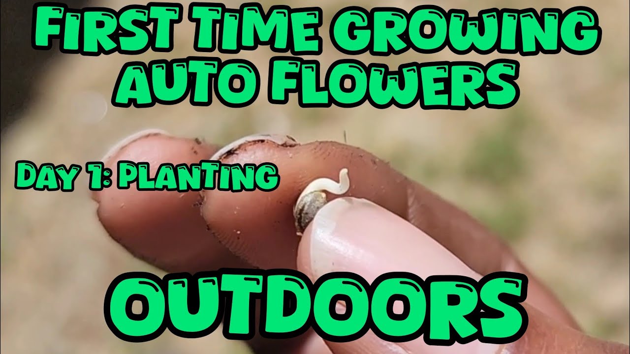 Growing Autoflowers First Time - Day 1 Planting (JBadge Grows)