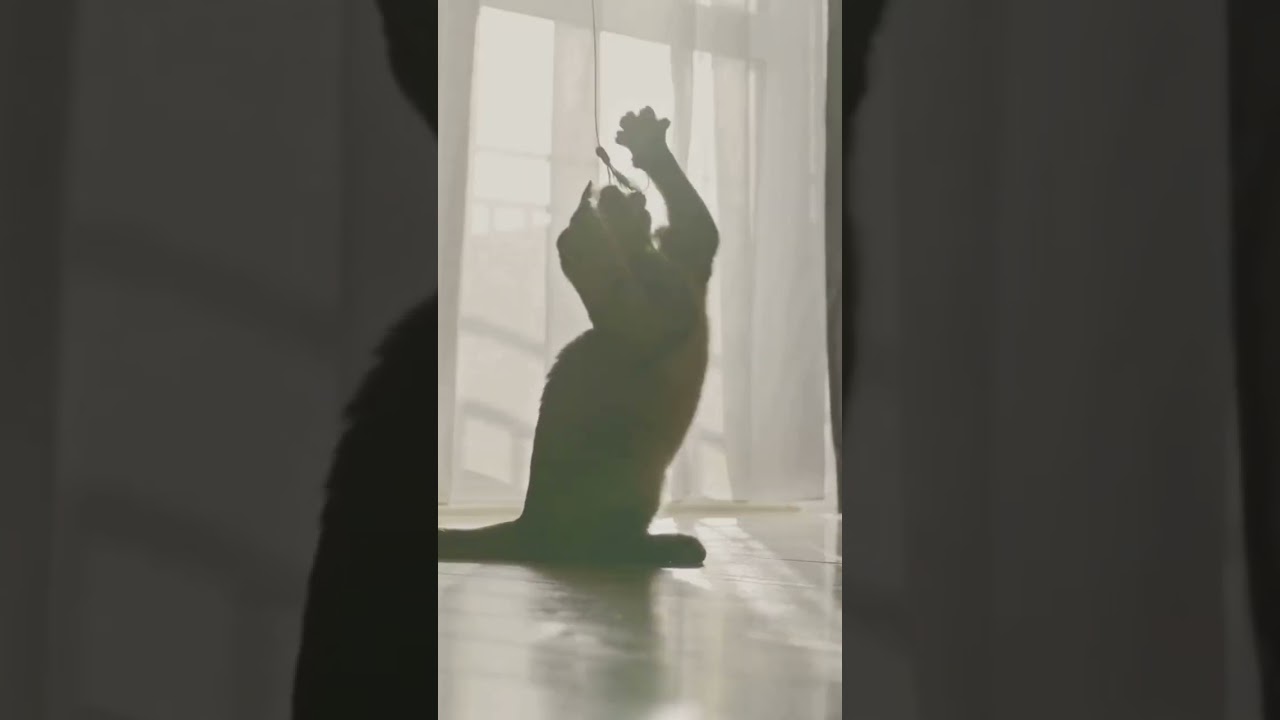 Why Do Cats Chase Laser Pointers?