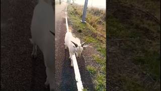 11 June 2025 Khana Aa A Food For You