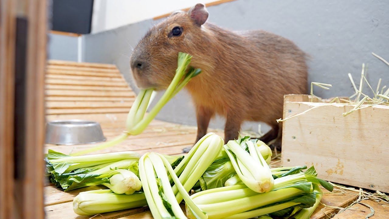 I put all the vegetable stems I had left over for various reasons