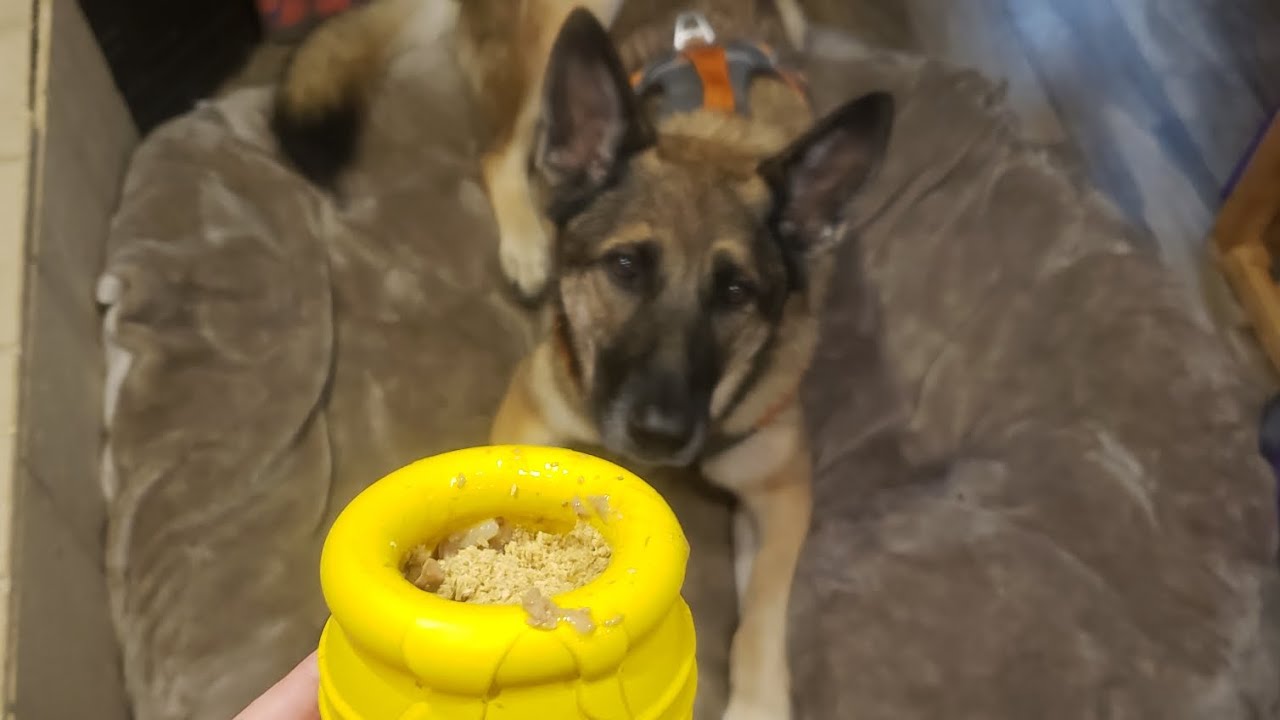 Service Dog // Impulse Control // "Wait" Command