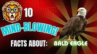 10 Mind Blowing Facts About The Bald Eagle!