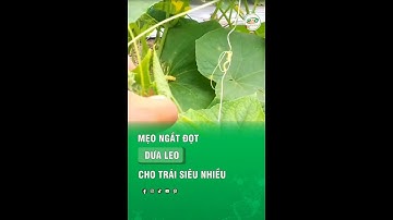 Mẹo ngắt đọt dưa leo cho trái siêu nhiều