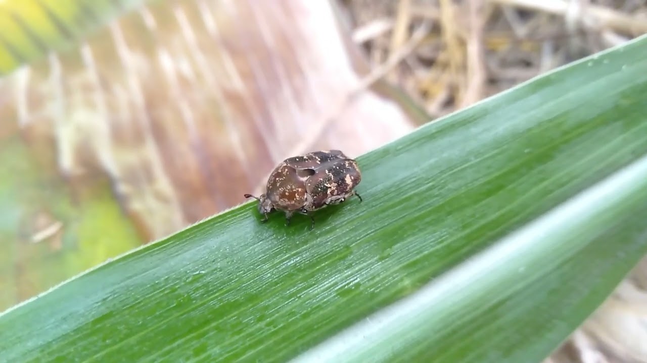 Mengamati Anthrenus museorum