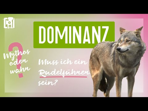 Video: So etablieren Sie sich als Rudelführer in einer Familie mit Hunden