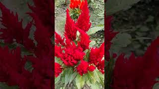 Celosia