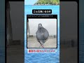 こんな鳩いるの⁉︎ #shorts #おもしろ #おもしろ動画 #面白集 #かわいい #すごい #twitter #tiktok