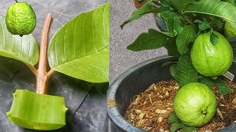 Unique Skill Growing Guava Tree Propagataion Fast Use Aloevera
