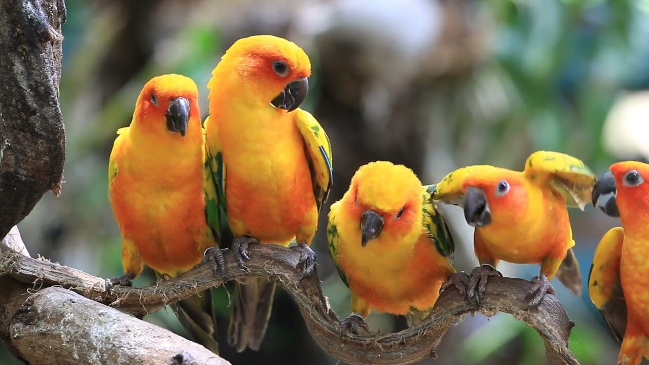 Beautiful birds
