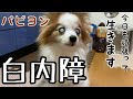 【パピヨン】白内障15歳老犬女の子　トマトお尻に何か付いてる模様ｗ