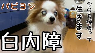 【パピヨン】白内障15歳老犬女の子　トマトお尻に何か付いてる模様ｗ