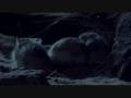 Roborovski hamsters - BBC 'Wild China'