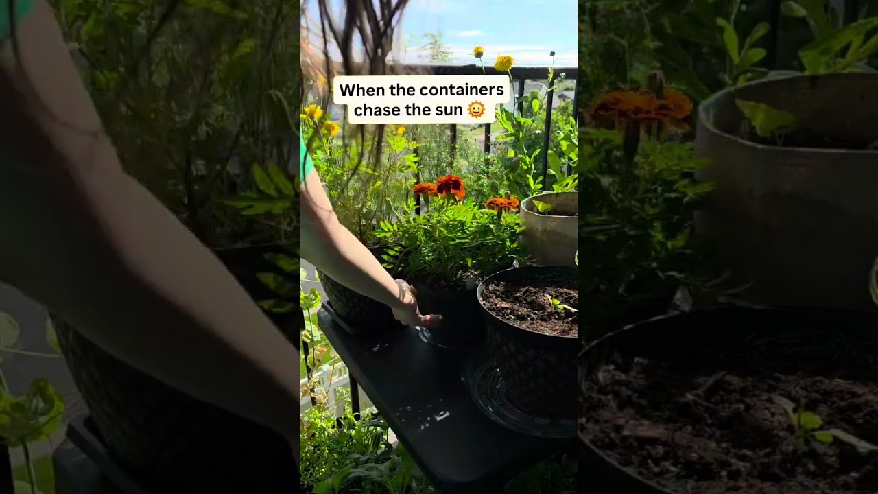 When the containers chase the sun