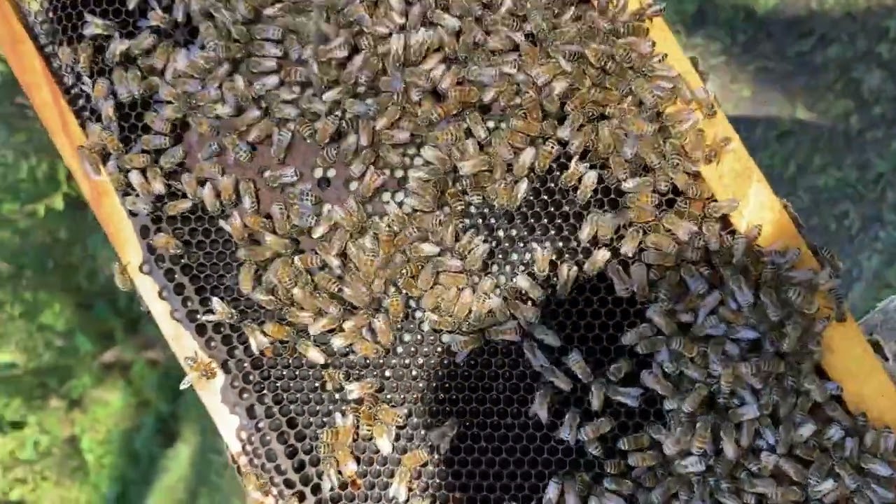 Queen Bee Laying Eggs in the Hive