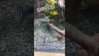 큰집네 #물멍 #화이트모자이크 #fish #열대어 #구피 #첫데이트