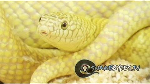 Snake Bytes TV - "Snake Breeding For Dummies"