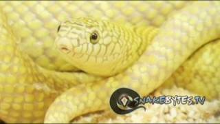 Snake Bytes Tv - Snake Breeding For Dummies