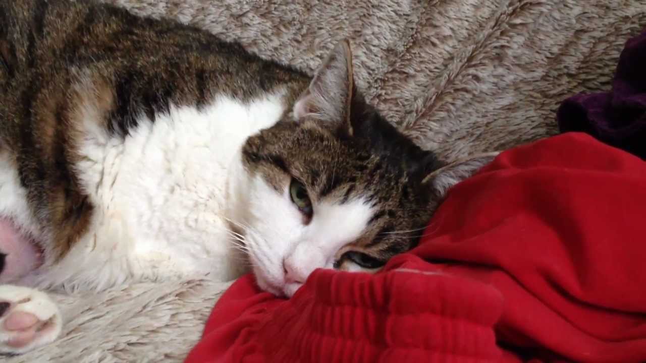 Sirielle sur une couverture très douce - Chat / Cat