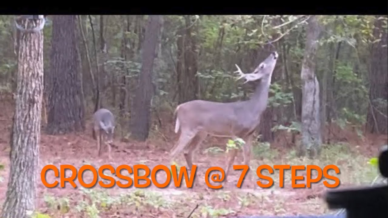 Buck down on first ever deer hunt/dog called for recovery/ 2021 archery