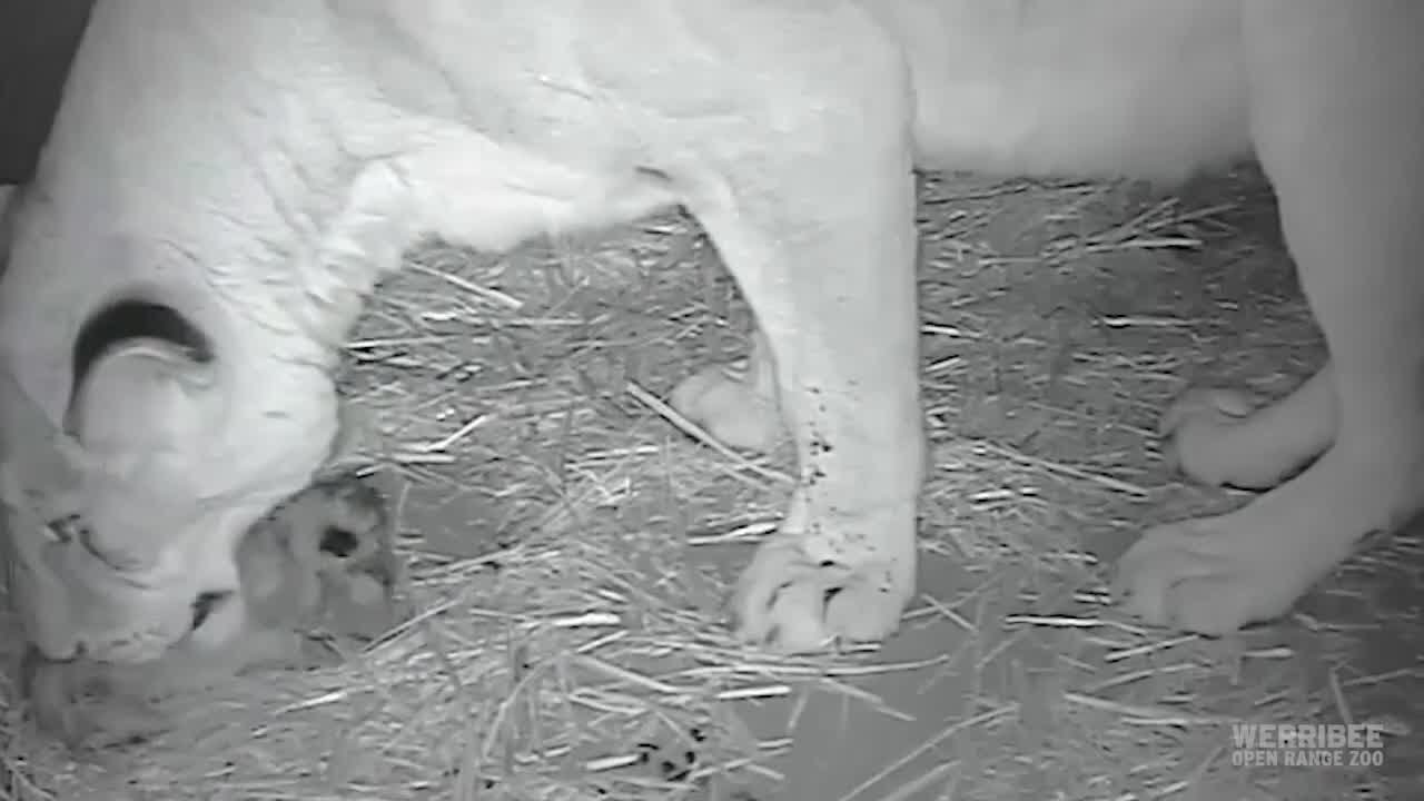 Three Adorable Lion Cubs Born at Werribee Open Range Zoo