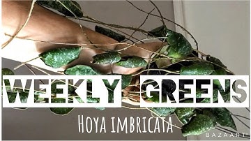 WEEKLY GREENS - Hoya imbricata