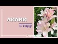 Лилии в саду. Какие бывают, как цветут и как зимуют.