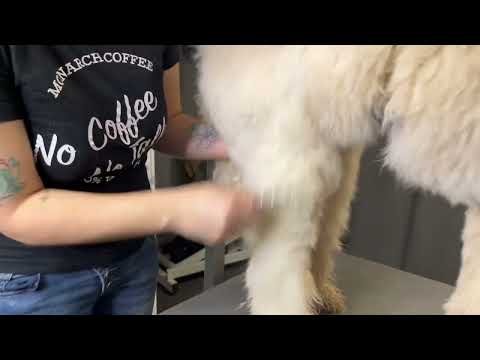 Video: Welcher Hund hat das weichste Fell?