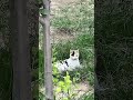 lost cat #cutecats #funny #cats #shorts