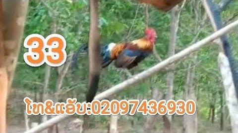 qaib dib f3 .22/3/2023.02097436930.