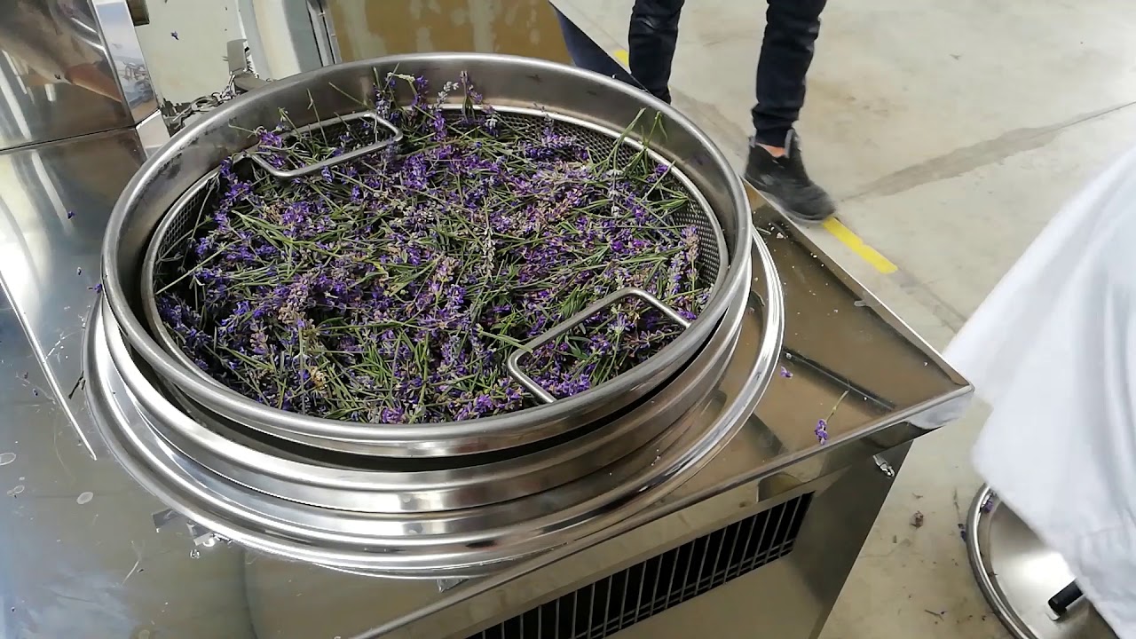 Estrazione olio essenziale di lavanda