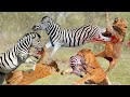 Zebra Fights Back And Kills Lions To Save The Baby And Prove Who Is The King - Lion Vs Zebra